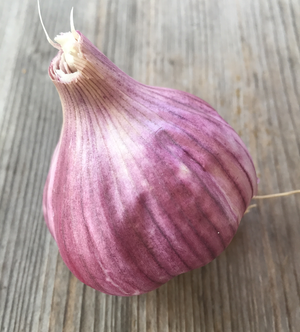 Garlic, Chesnok Red Hardneck
