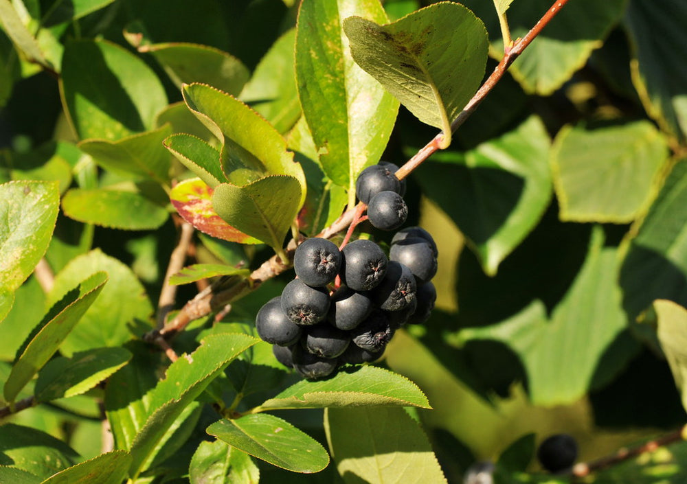 Chokecherry, Black