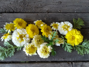
            
                Load image into Gallery viewer, Chrysanthemum, Shungiku Edible
            
        