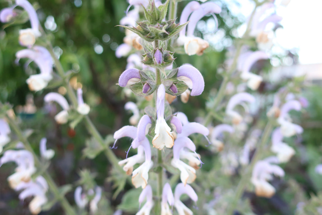 planting clary sage seeds Clary Sage