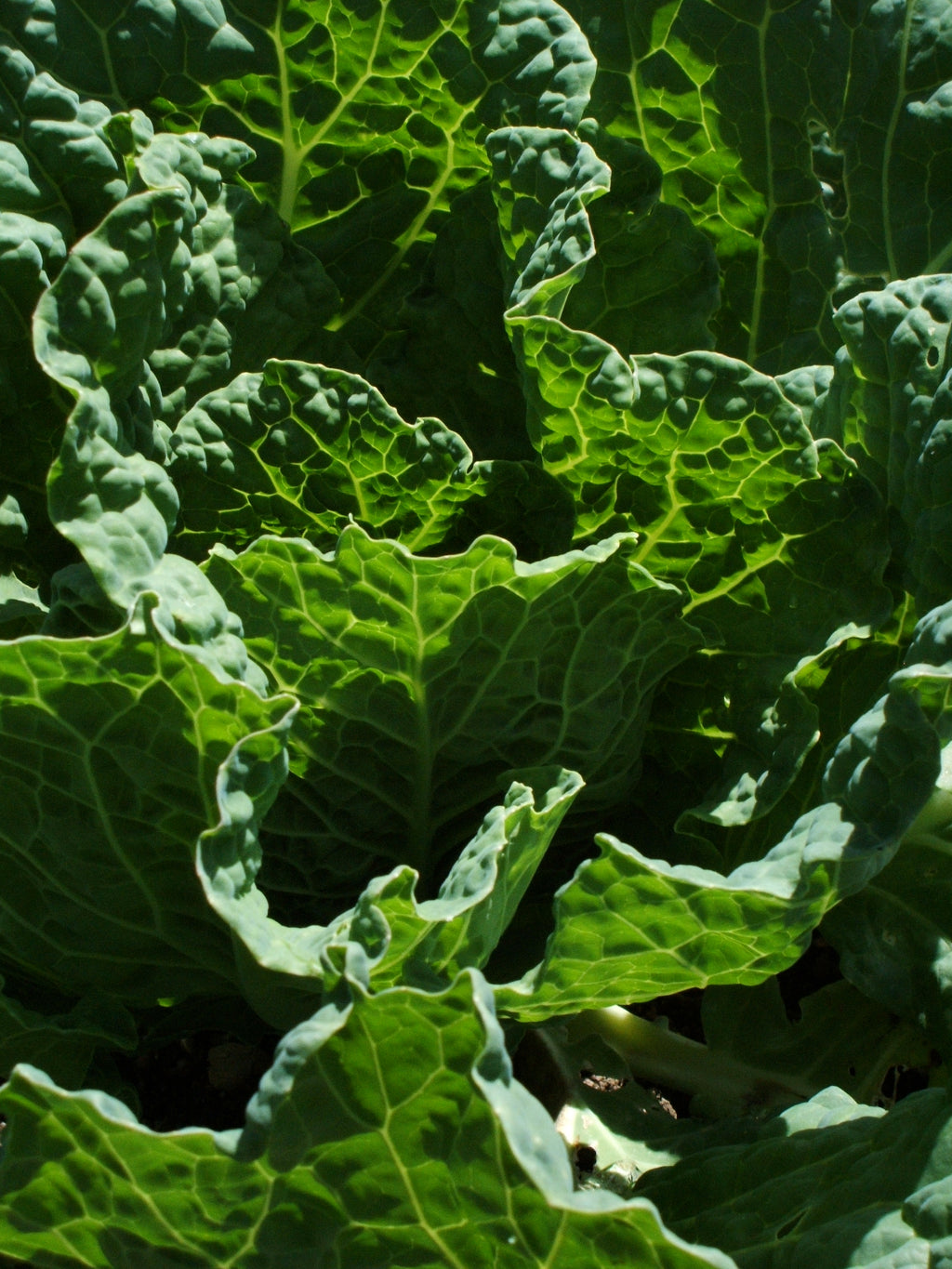 ✳︎Mamaレード✳︎ Collard Greens, Sexy Mama – Snake River Seed Cooperative