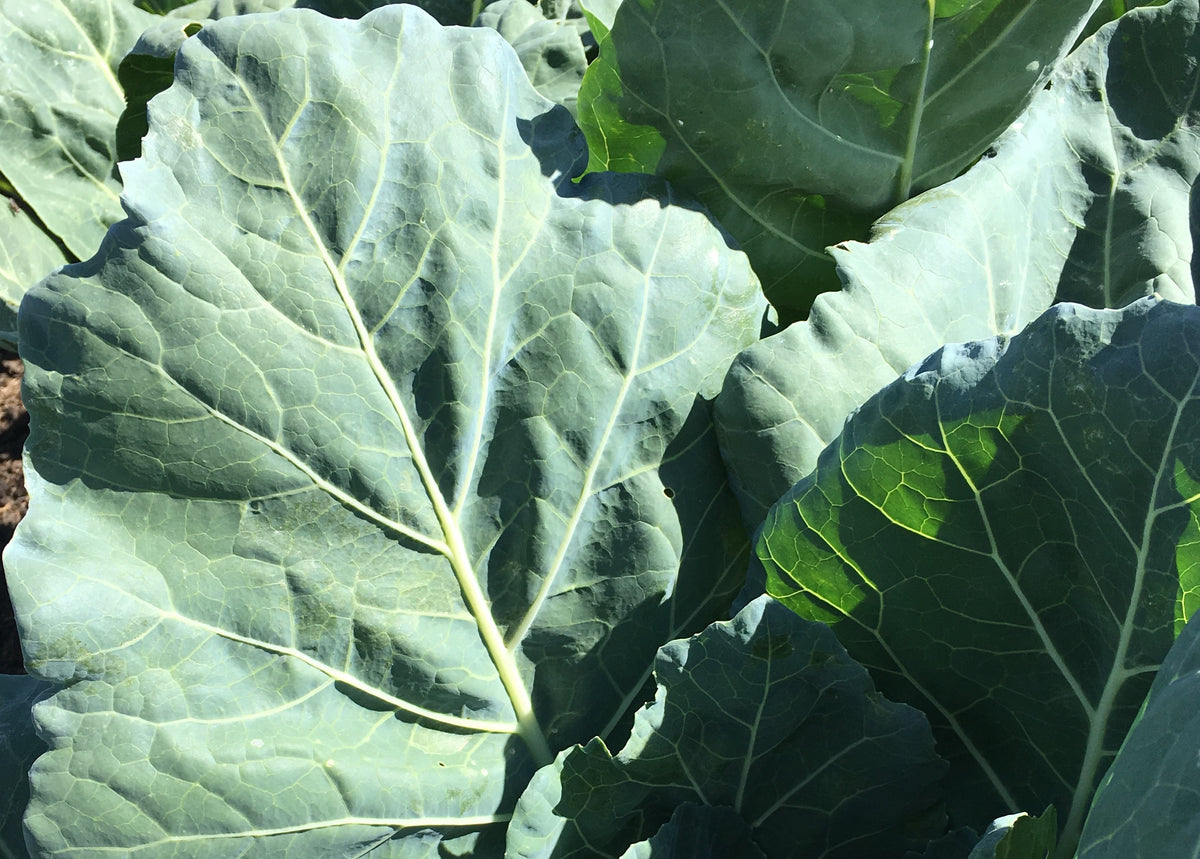 Collards, Vates – Snake River Seed Cooperative