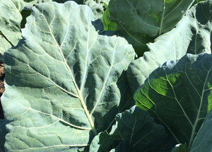 
            
                Load image into Gallery viewer, Collards, Vates
            
        