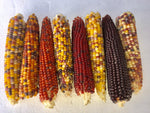 Corn, Lofthouse Landrace Popcorn