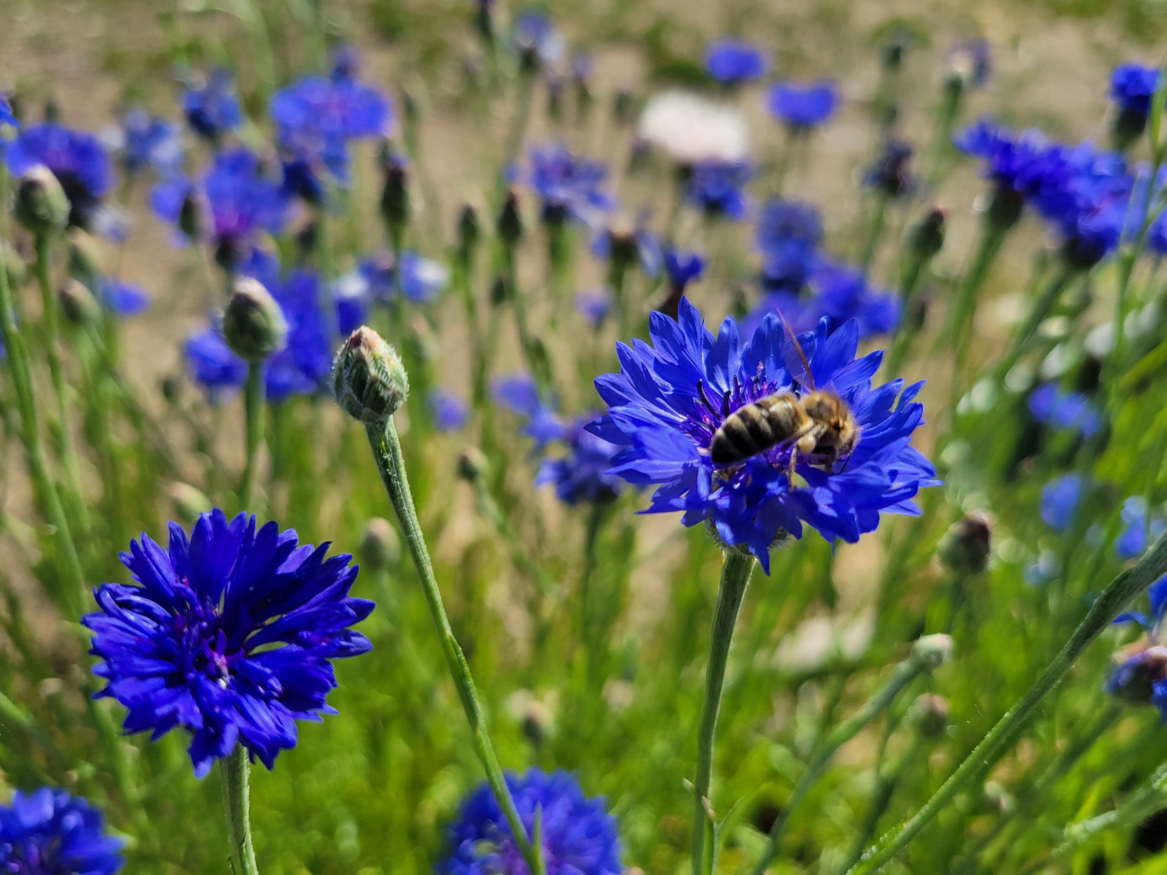 Blue Cornflower Cornflower Seeds Suffolk | Christinas
