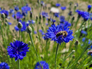 
            
                Load image into Gallery viewer, Cornflower, Blue
            
        