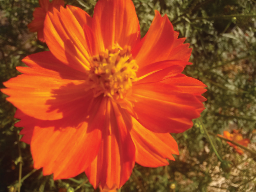 Cosmos, Tango – Snake River Seed Cooperative