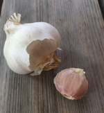 Garlic, Early Italian Softneck