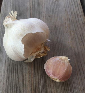 
            
                Load image into Gallery viewer, Garlic, Early Italian Softneck
            
        