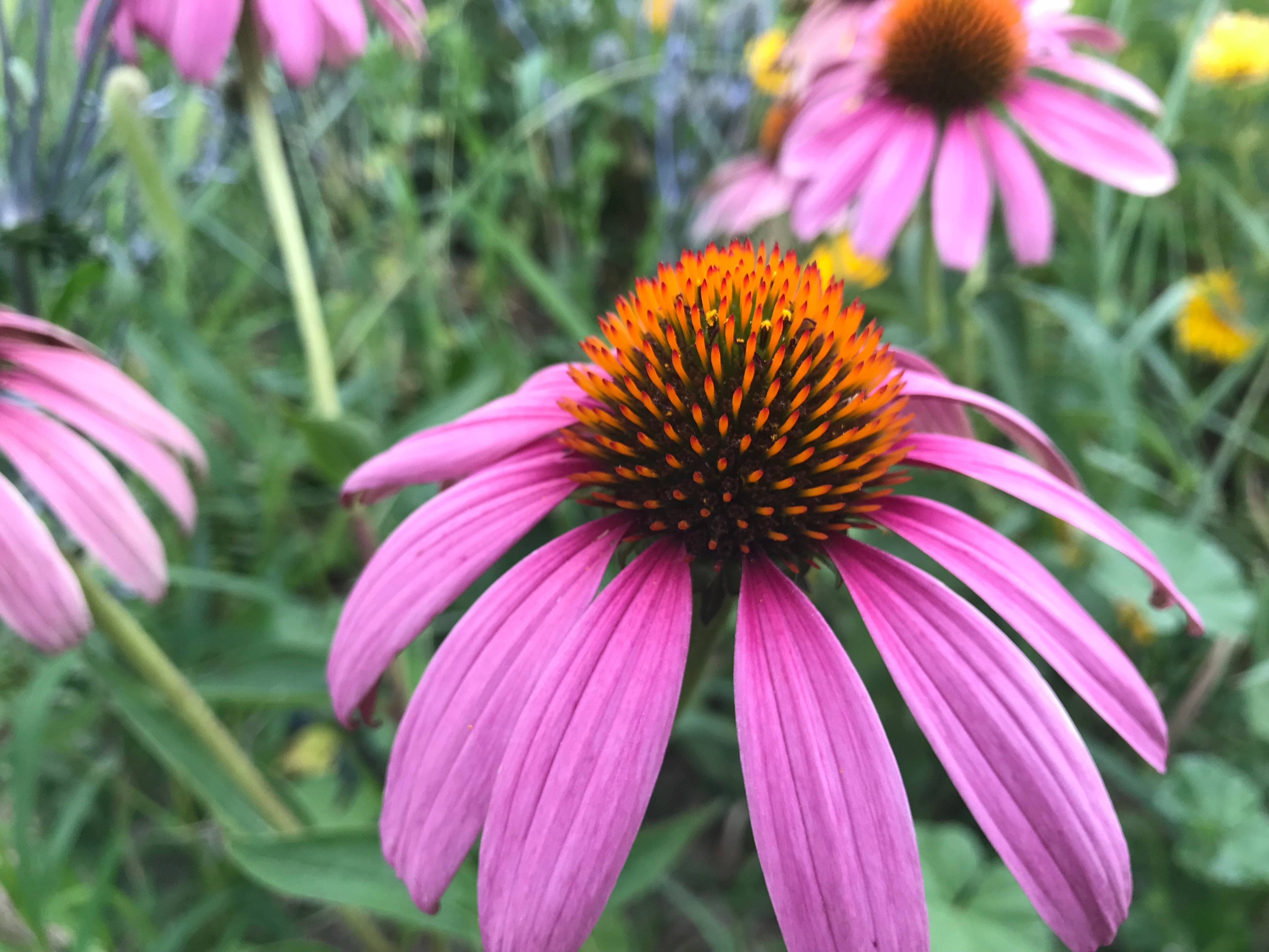 Echinacea, Purple Coneflower – Snake River Seed Cooperative