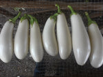 Eggplant, Casper
