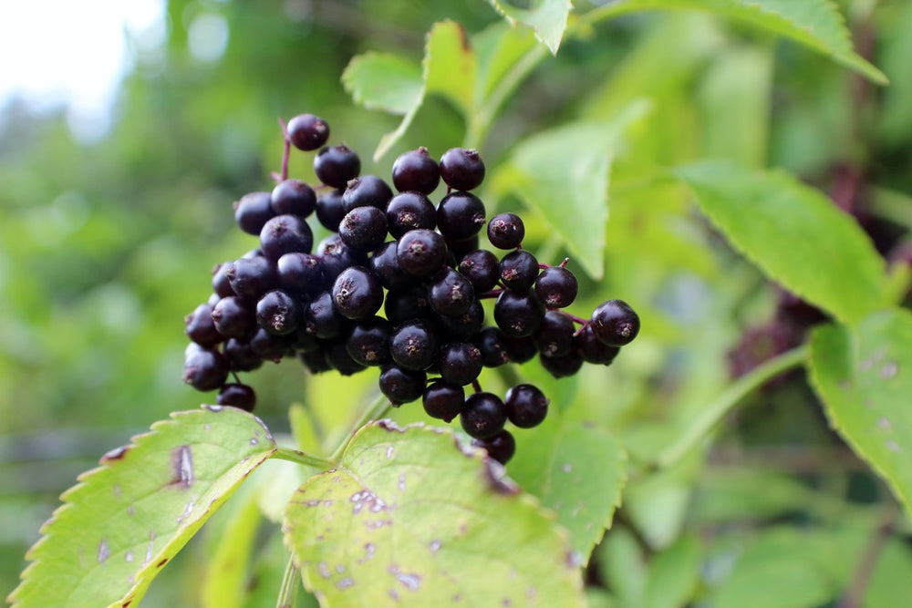 Elderberry, Black