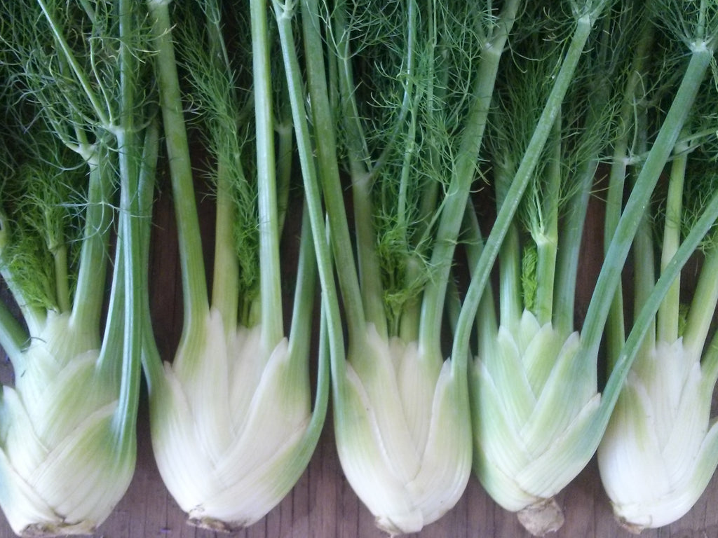 where to buy fennel seeds to plant Fennel, Zefa Fino – Snake River Seed Cooperative