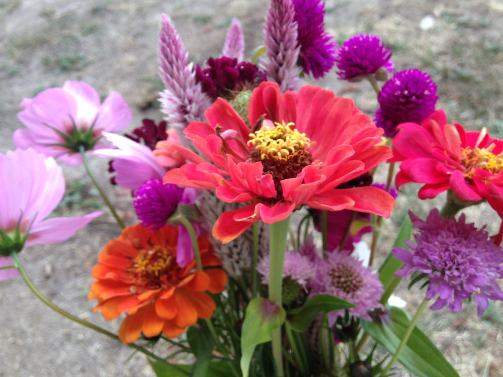 cutting garden seed mix Flower Mix, Cut Flower Garden
