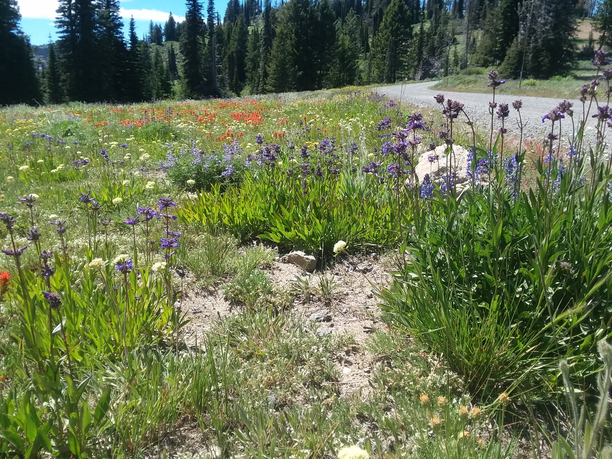 Flower Mix, Idaho Wildflowers Snake River Seed Cooperative