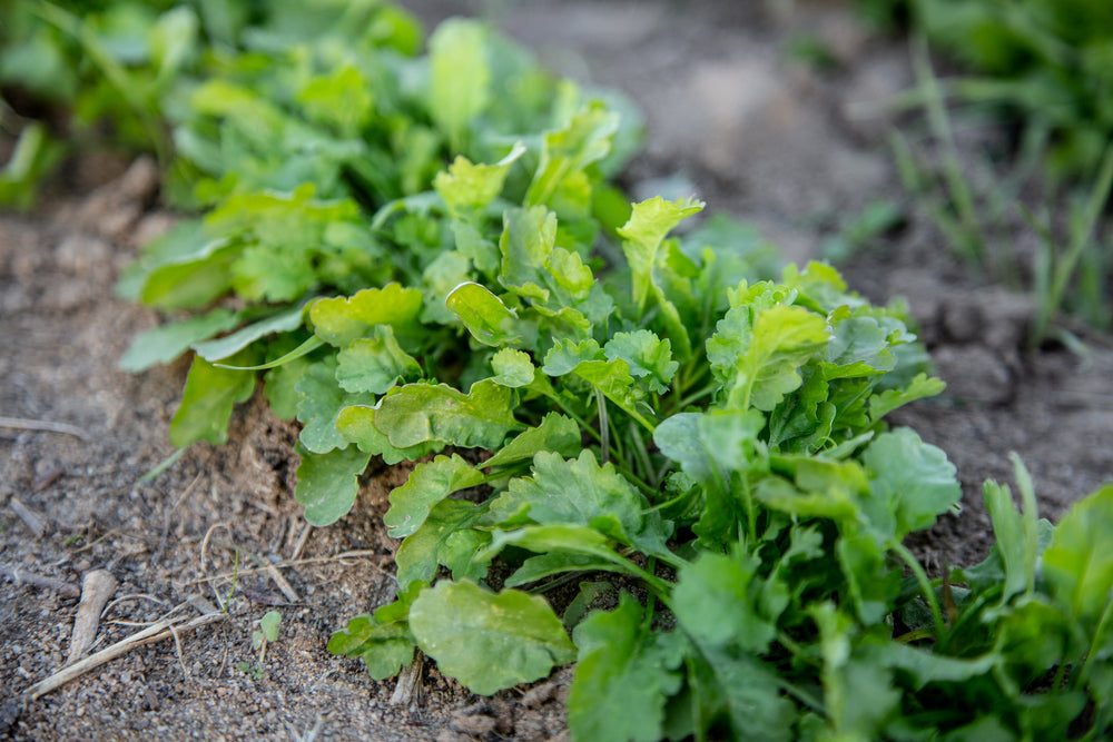 Cress, Broadleaf Garden