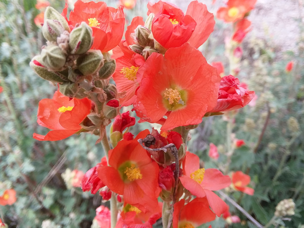 Flower Mix, Great Basin