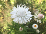 Strawflower, Vintage White
