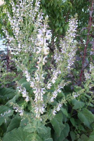 planting clary sage seeds Clary Sage – Snake River Seed Cooperative
