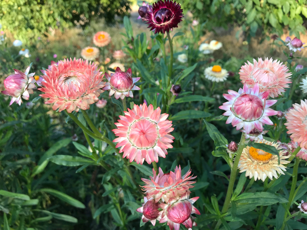Strawflower, Double Tall Mix