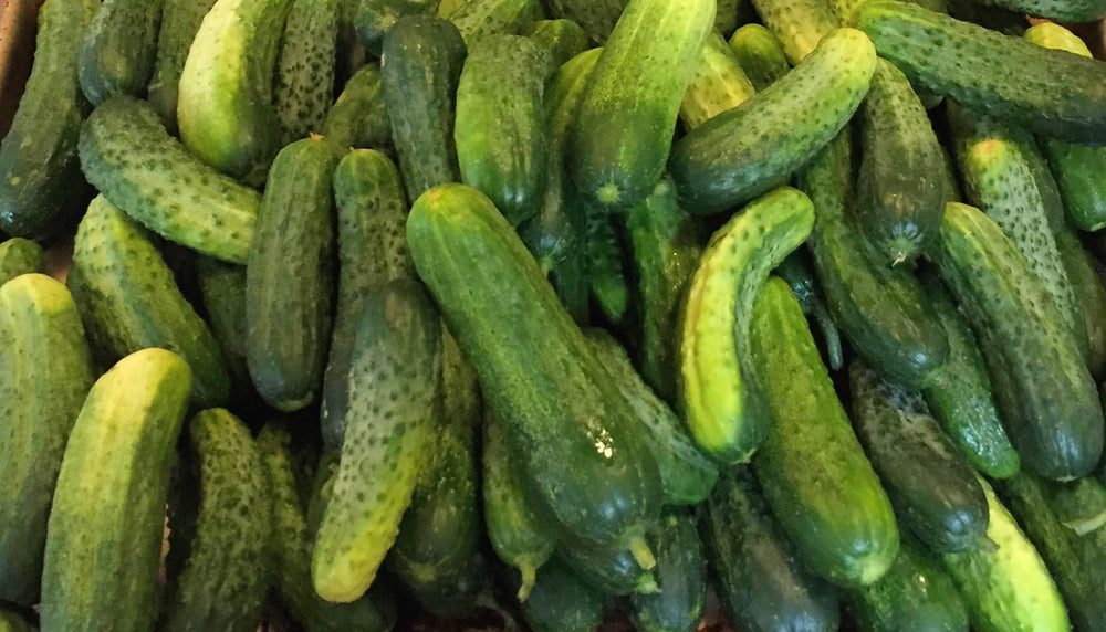Cucumber, Addis Pickling