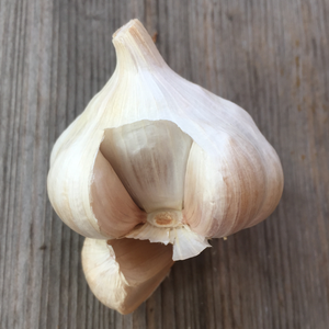 Garlic, Inchelium Red Softneck