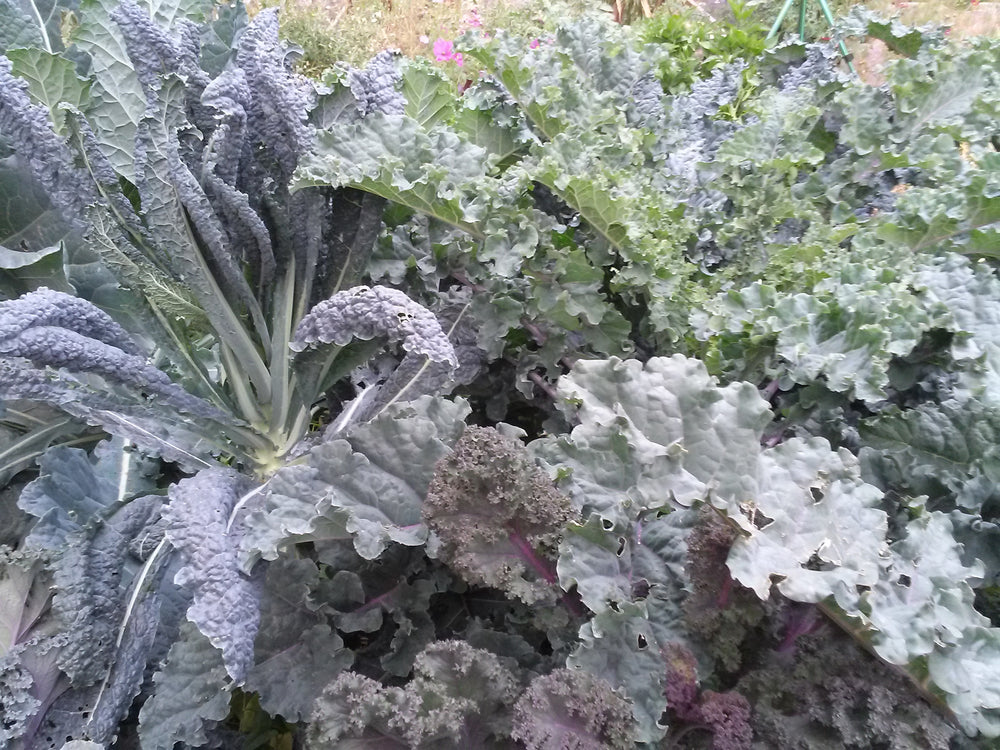 
            
                Load image into Gallery viewer, Kale, Cold-Hardy Mix
            
        