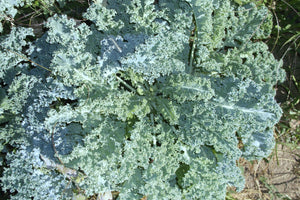 
            
                Load image into Gallery viewer, Kale, Dwarf Scotch Blue Curled
            
        