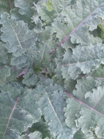 Kale, Rainbow Lacinato