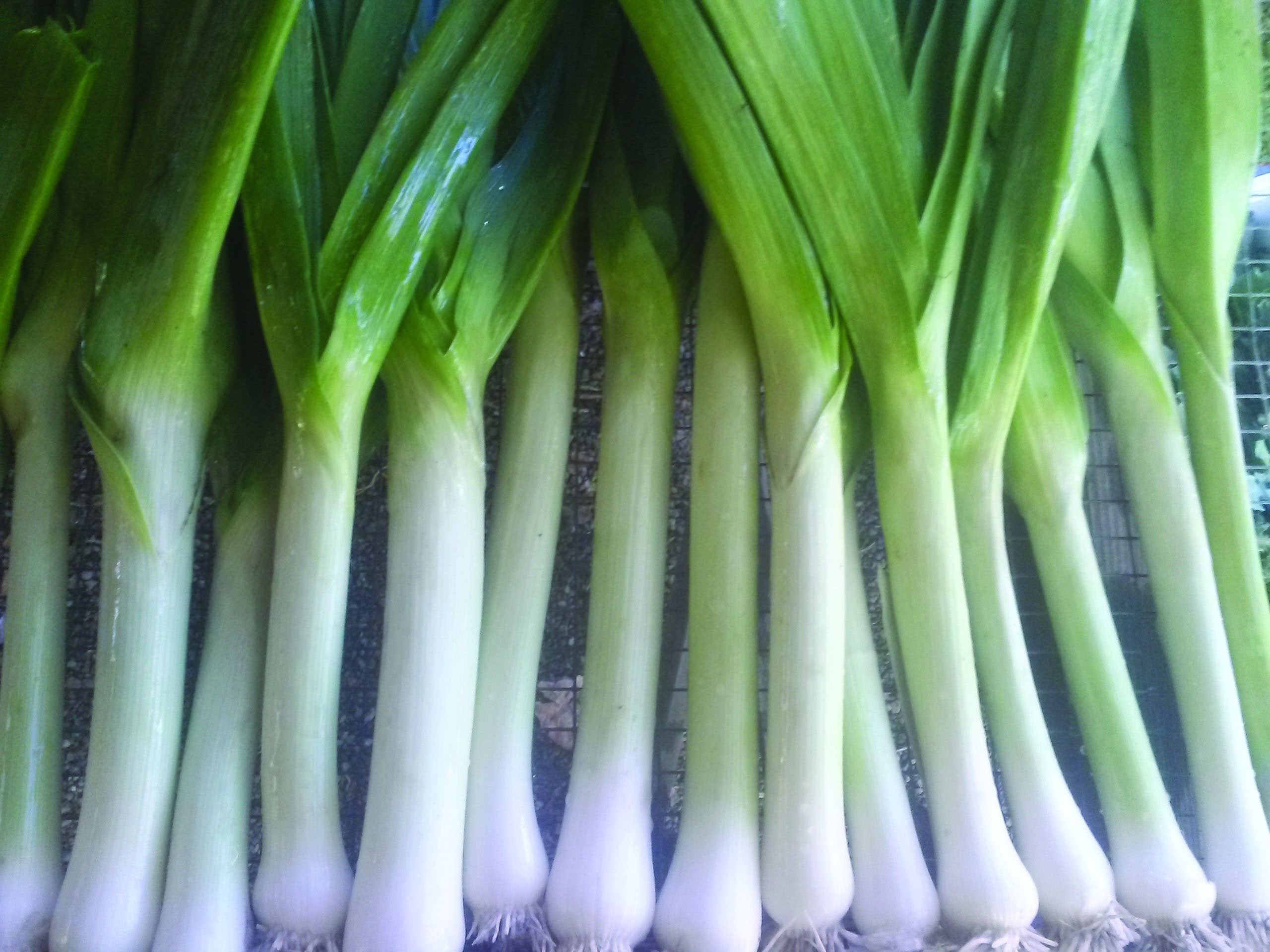 Leek, Giant Musselburgh – Snake River Seed Cooperative