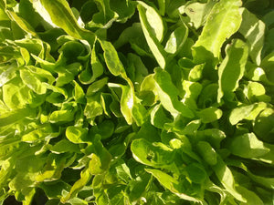 Lettuce, Emerald Oak Leaf