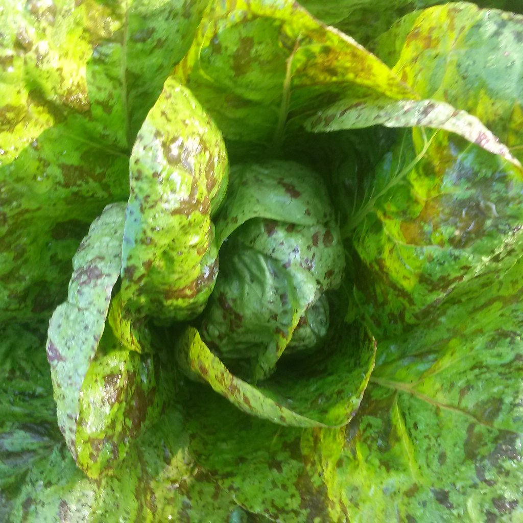 Lettuce, Forellenschluss – Snake River Seed Cooperative
