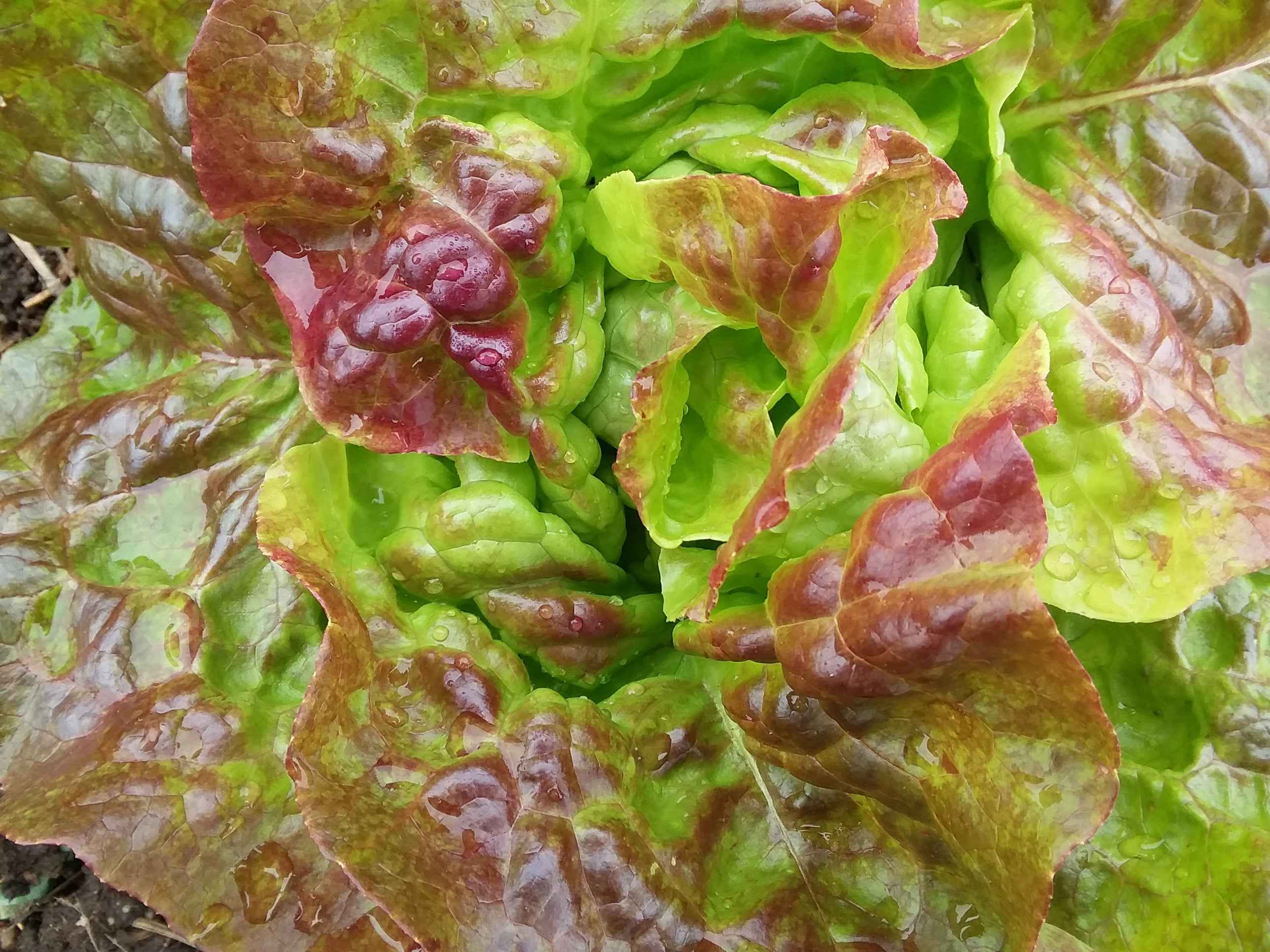 Lettuce, Pirat – Snake River Seed Cooperative