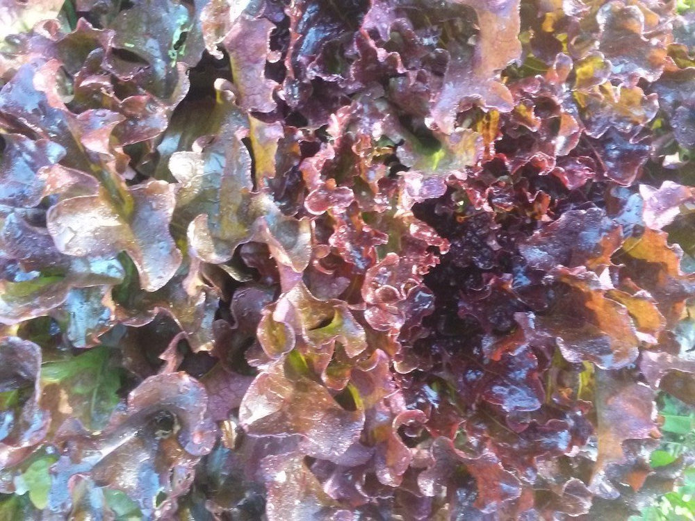 Lettuce, Red Oak Leaf
