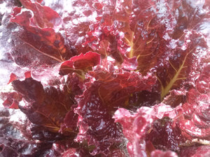 Lettuce, Red Velvet