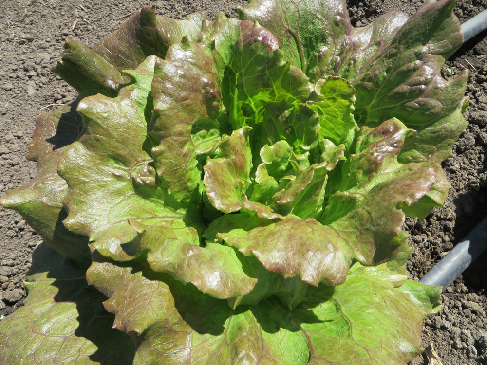 Lettuce, Sierra Batavia