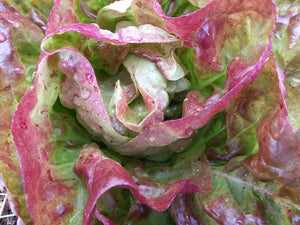 
            
                Load image into Gallery viewer, Lettuce, Yugoslavian Red
            
        