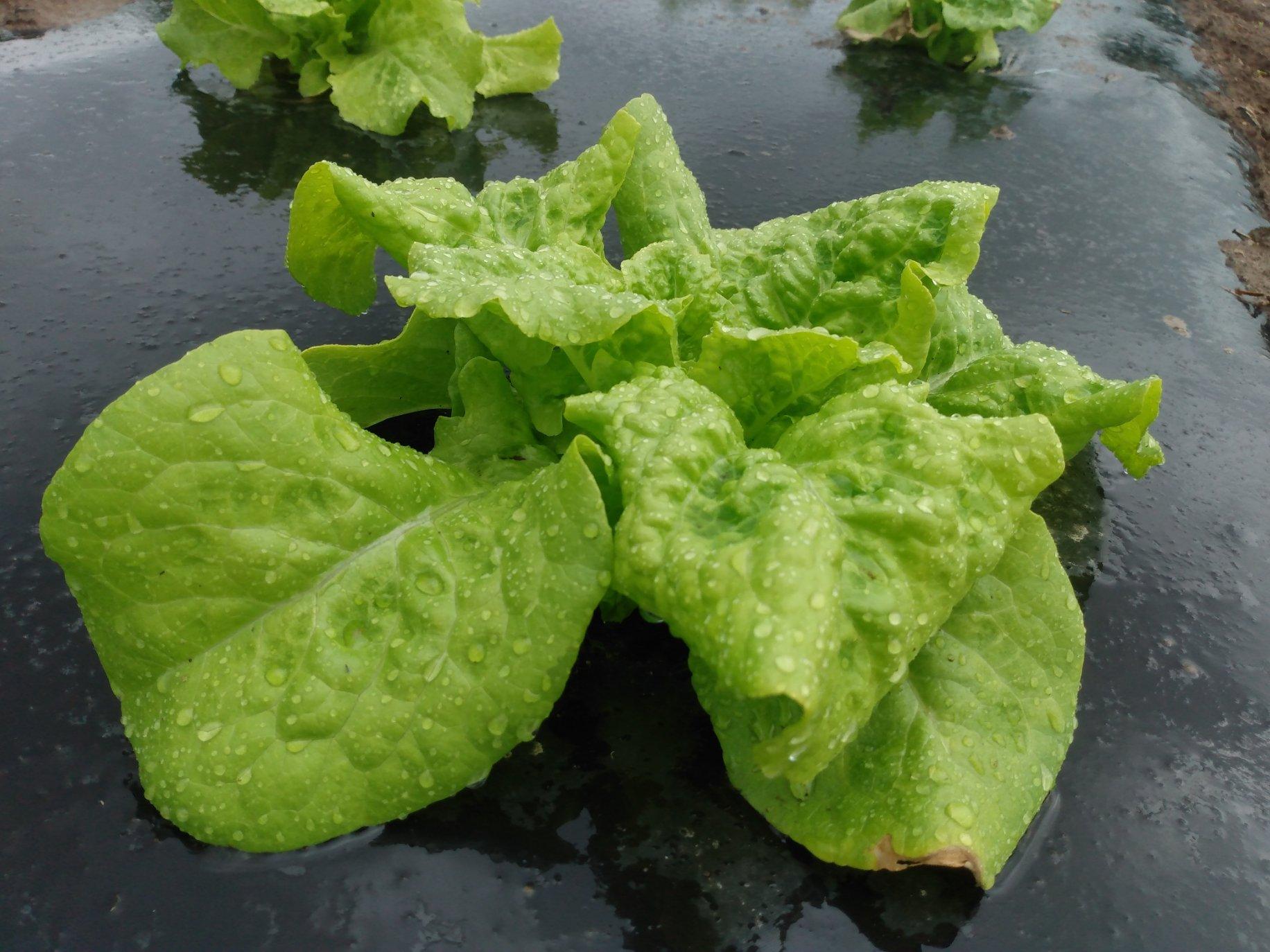 Lettuce, Black Seeded Simpson Snake River Seed Cooperative