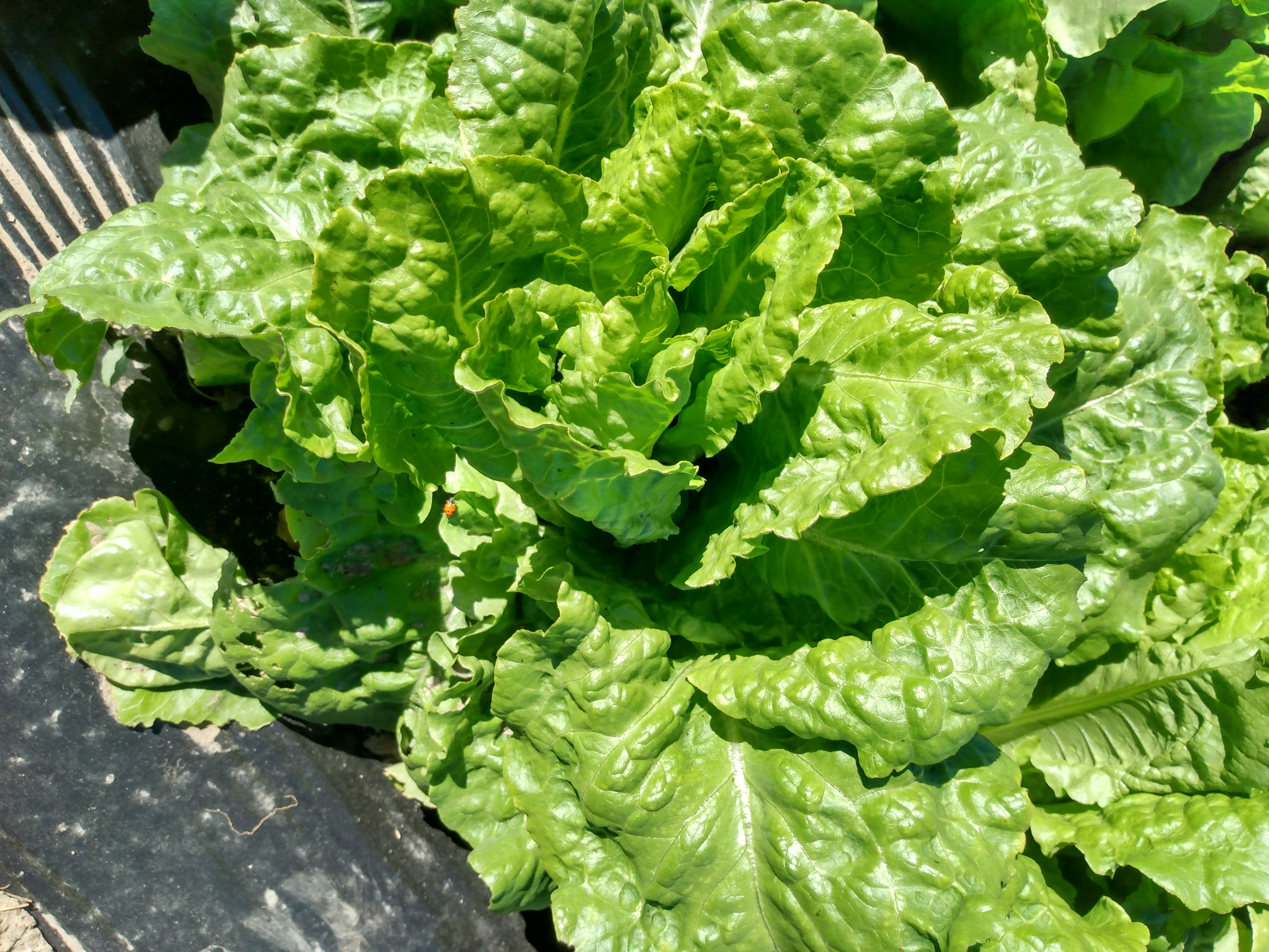Lettuce, Buttercrunch Snake River Seed Cooperative