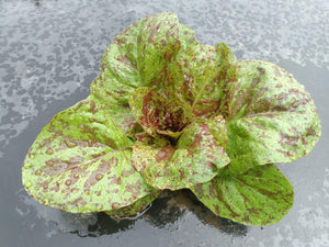 
            
                Load image into Gallery viewer, Lettuce, Flashy Butter Gem
            
        