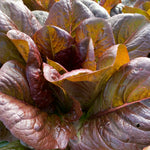 Lettuce, Red Romaine