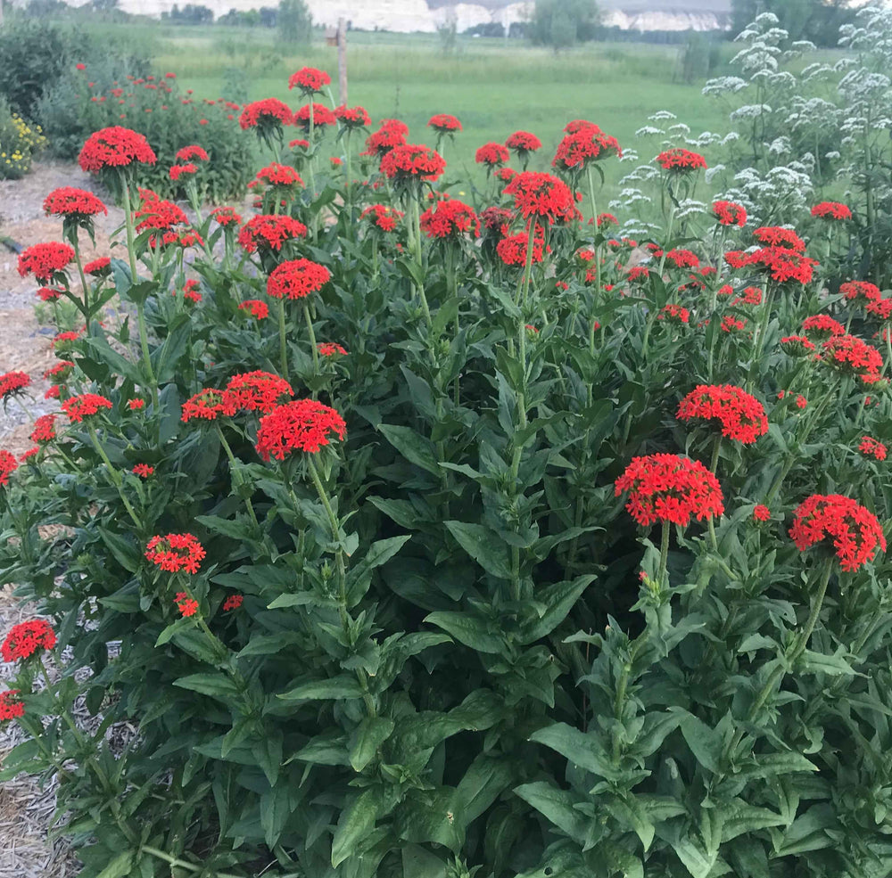 Maltese Cross Flower
