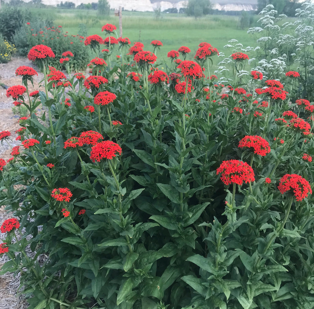 maltese cross flower seeds Maltese Cross