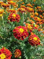 Marigold, French Brocade