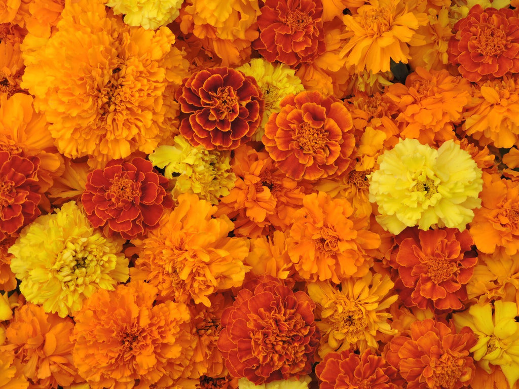 marigold plant snake repellent Marigold, Magnificent Mix – Snake River Seed Cooperative