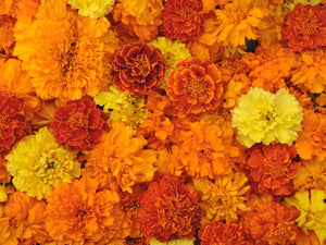 
            
                Load image into Gallery viewer, Marigold, Magnificent Mix
            
        