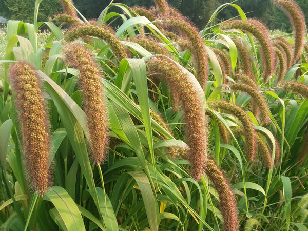 Millet_German_Golden_grande.