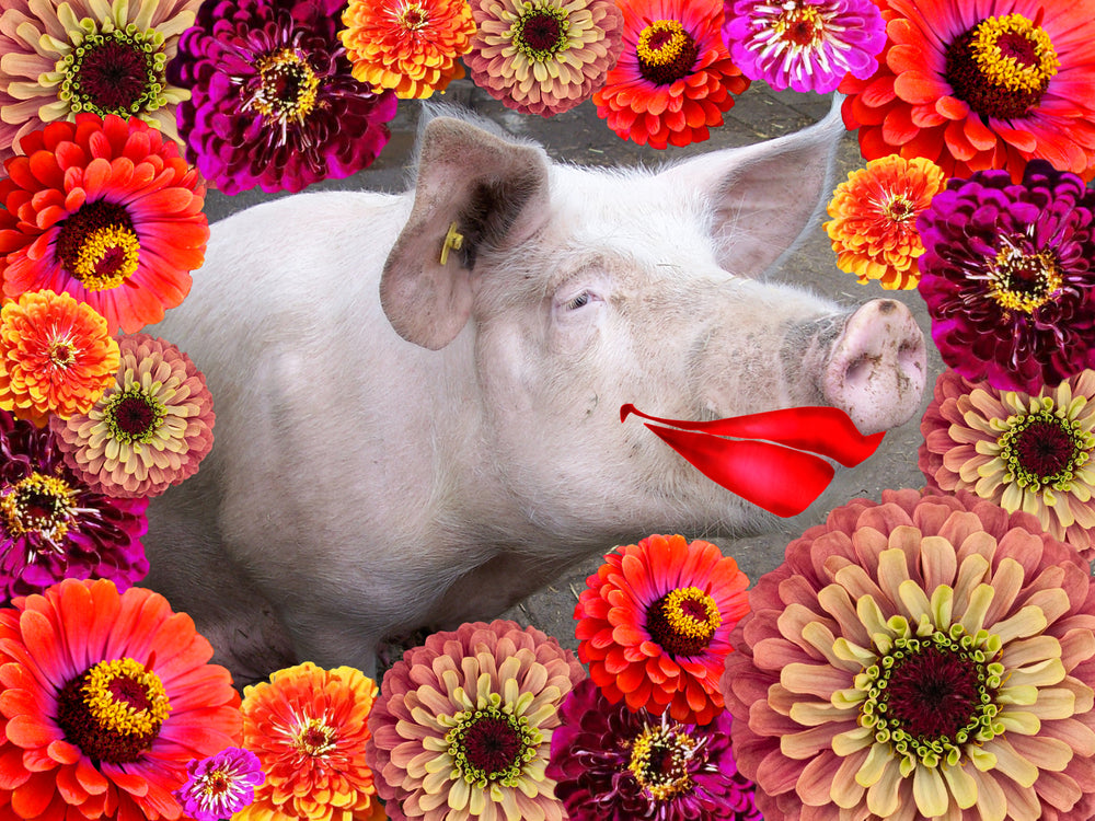 
            
                Load image into Gallery viewer, Flower Mix, Lipstick on a Pig
            
        