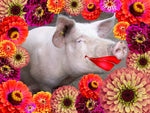 Flower Mix, Lipstick on a Pig