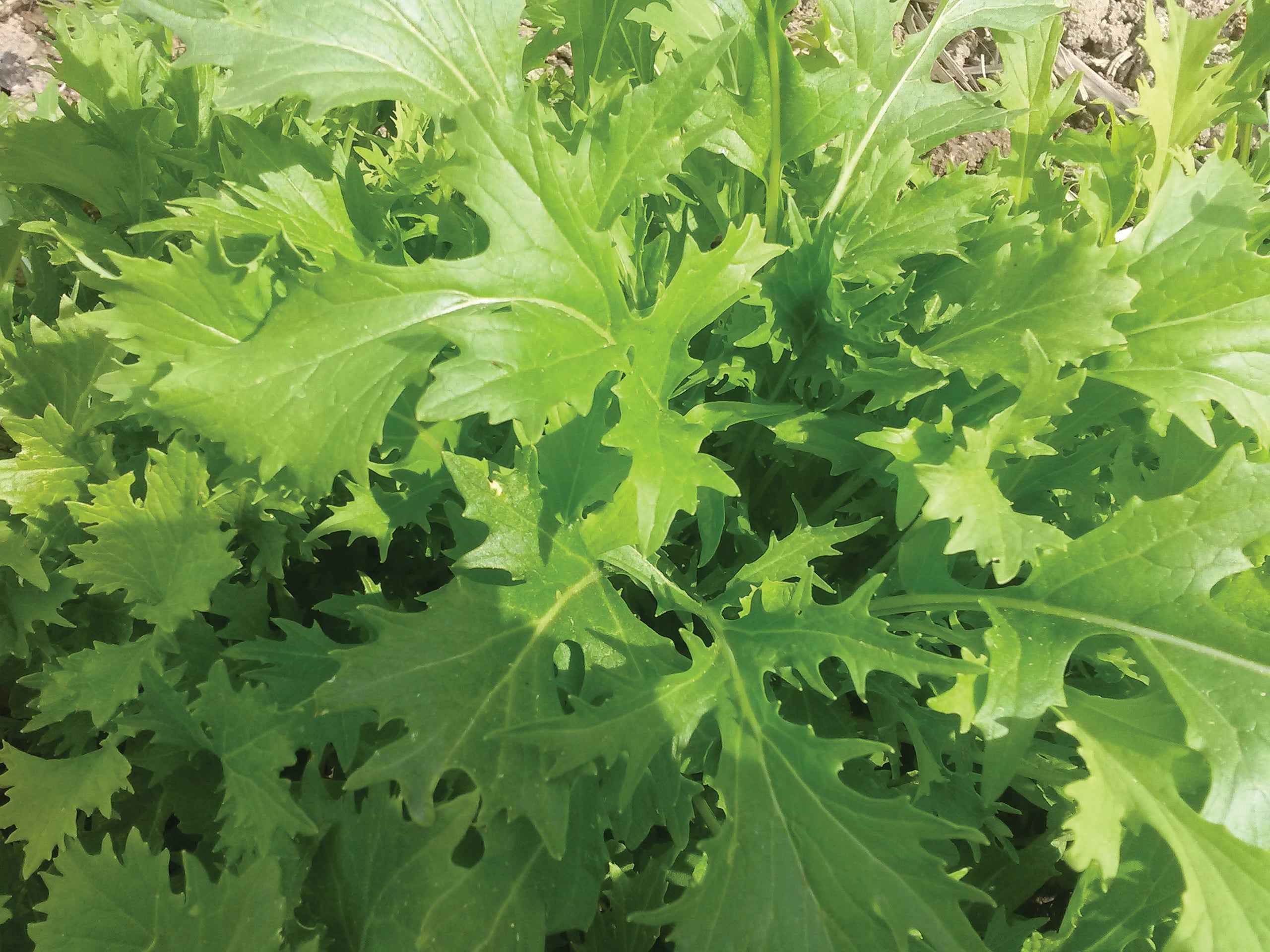 Mizuna – Snake River Seed Cooperative